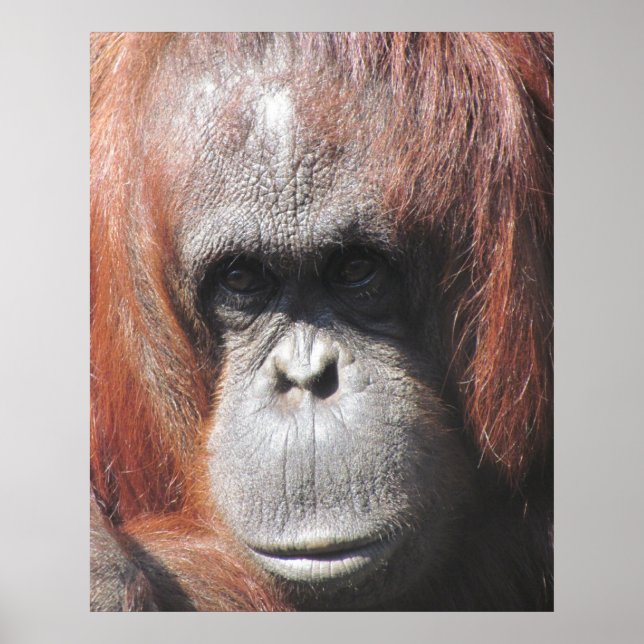Orangutan Eyes Poster (Vorne)
