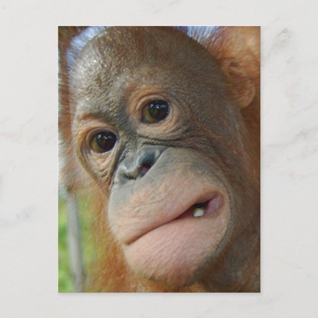 Orangutan Face Postkarte (Vorderseite)