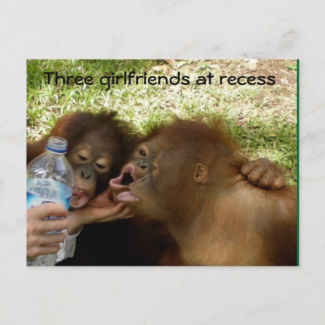 Orangutan Girlfriends Postkarte (Vorderseite)