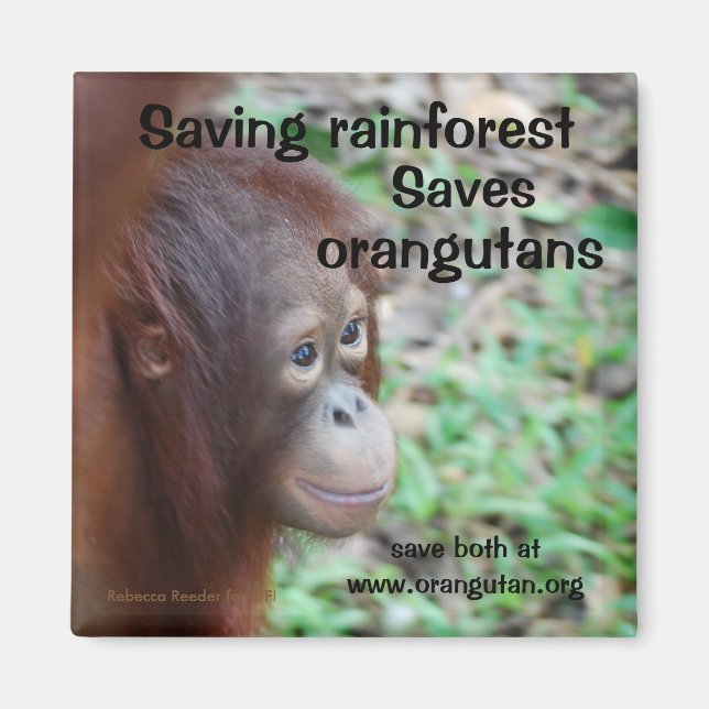 Orangutan Habitat Magnet (Vorne)