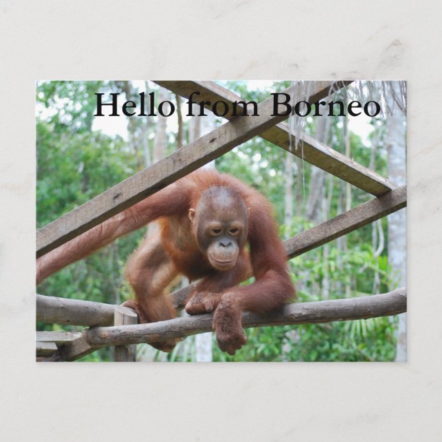 Orangutan Handyman Borneo Postkarte (Vorderseite)