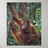 Orangutan Hanging auf Liana