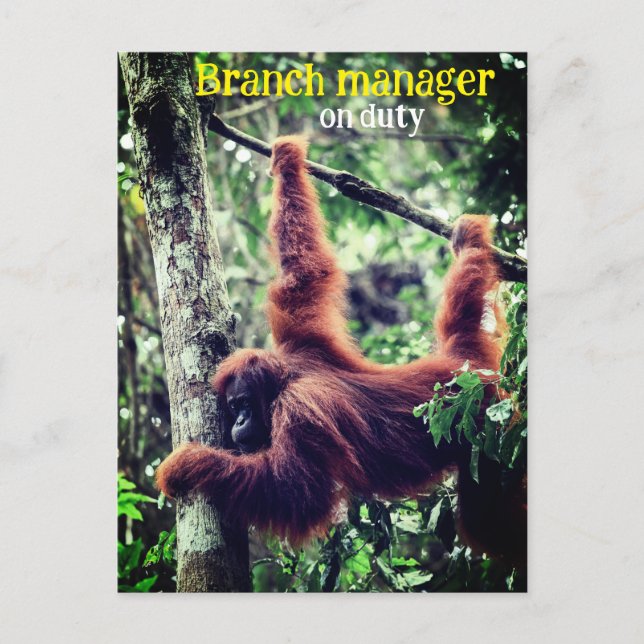 Orangutan hängt in Baum Postkarte (Vorderseite)