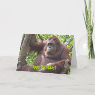 Orangutan Herzlichen Glückwunsch zum Geburtstag! Karte