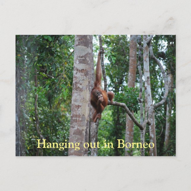 Orangutan in Borneo Postkarte (Vorderseite)