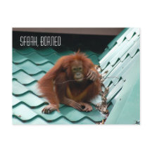 Orangutan in Borneo Regenwald Dschungelfotografie