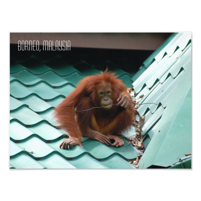 Orangutan in Sabah Borneo Dschungel Fotodruck (Vorne)
