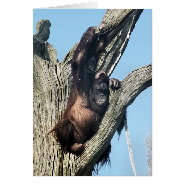 ORANGUTAN-Karten (Vorne)