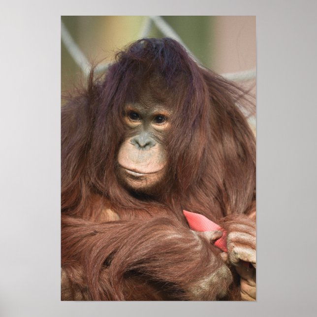 Orangutan Kayan Poster (Vorne)