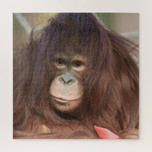 Orangutan Kayan Puzzle