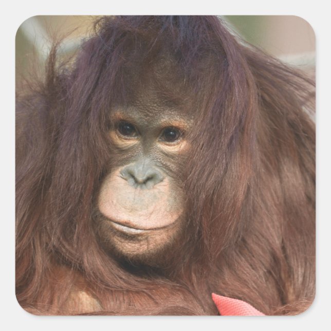 Orangutan Kayan Quadratischer Aufkleber (Vorderseite)