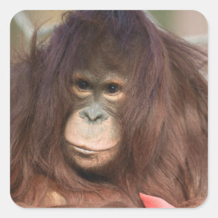 Orangutan Kayan Quadratischer Aufkleber