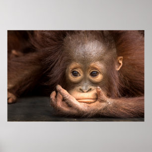Orangutan-Kinderrückhaltung Poster