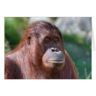 Orangutan Lady