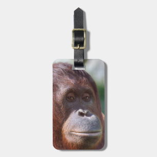 Orangutan Lady Gepäckanhänger