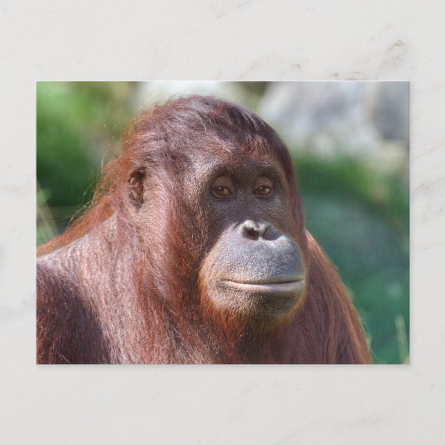 Orangutan Lady Postkarte (Vorderseite)