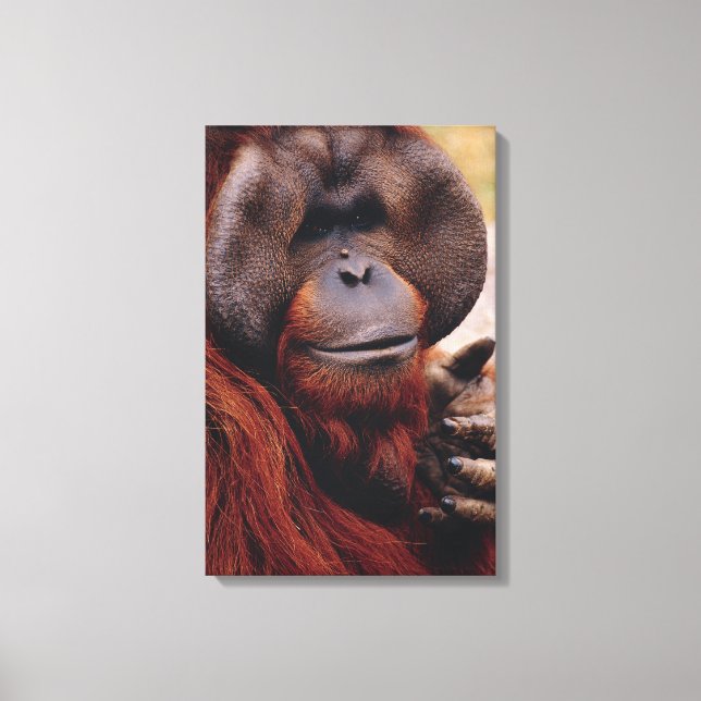 Orangutan Leinwanddruck (Vorderseite)
