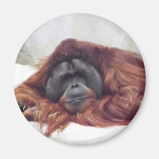 Orangutan Magnet (Vorne)