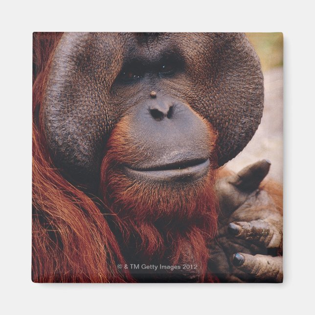 Orangutan Magnet (Vorne)