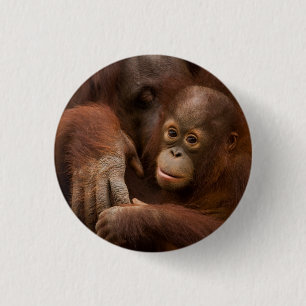 Orangutan Mother and Baby at the Zoo Button