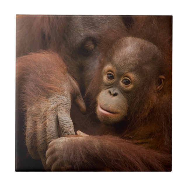 Orangutan Mother and Baby at the Zoo Fliese (Vorderseite)