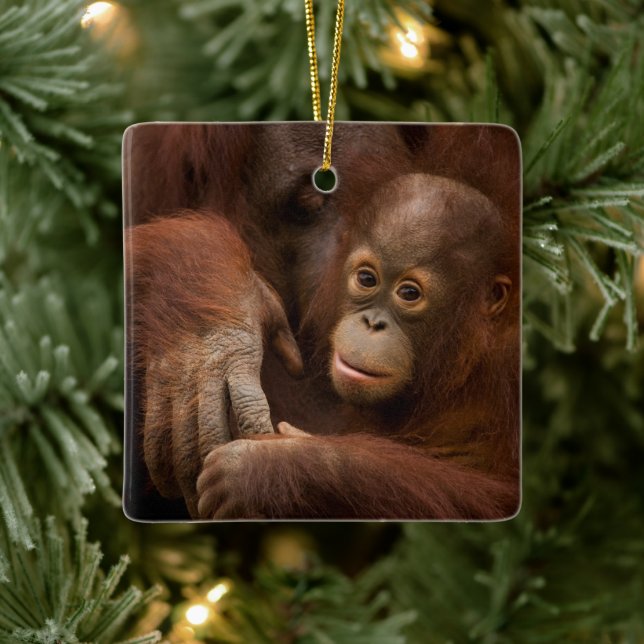 Orangutan Mother and Baby at the Zoo Keramikornament (Baum)
