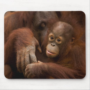 Orangutan Mother and Baby at the Zoo Mousepad