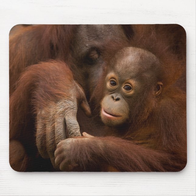 Orangutan Mother and Baby at the Zoo Mousepad (Vorne)
