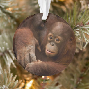 Orangutan Mother and Baby at the Zoo Ornament