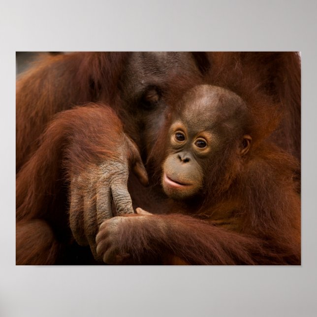 Orangutan Mother and Baby at the Zoo Poster (Vorne)