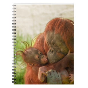 Orangutan Mother Tender Moments Notizblock