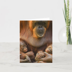 Orangutan Mutter, die zwei Säuglinge hält