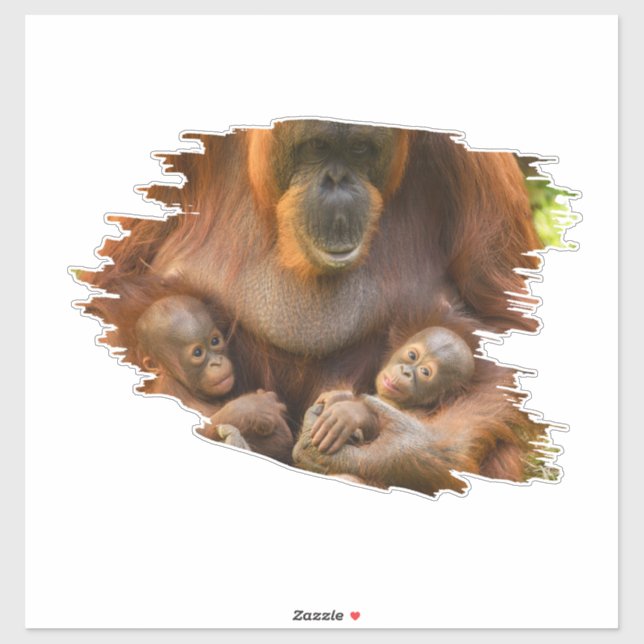 Orangutan Mutter, die zwei Säuglinge hält Aufkleber (Blatt)