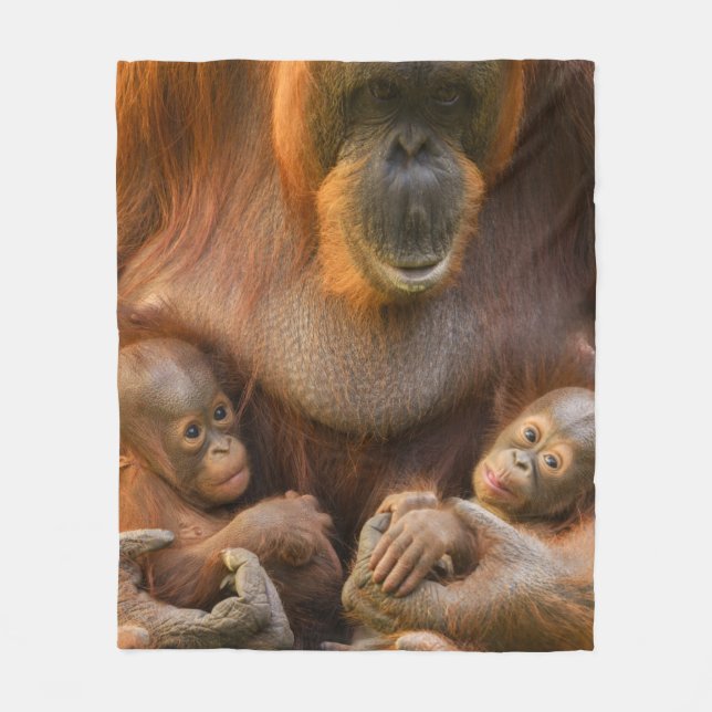 Orangutan Mutter, die zwei Säuglinge hält Fleecedecke (Vorderseite)