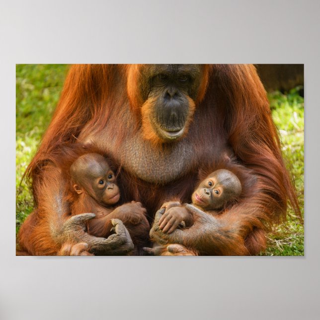 Orangutan Mutter, die zwei Säuglinge hält Poster (Vorne)