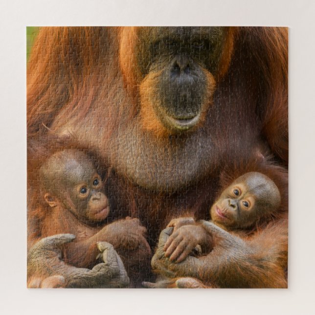 Orangutan Mutter, die zwei Säuglinge hält Puzzle (Vertikal)
