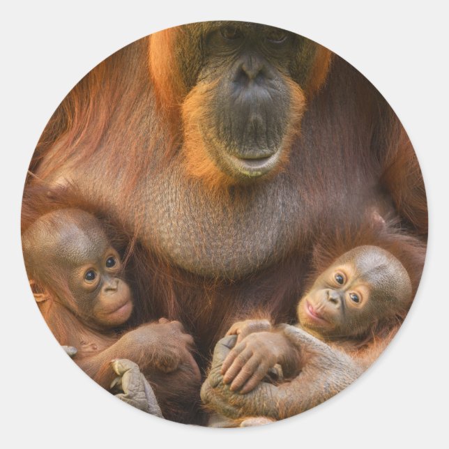 Orangutan Mutter, die zwei Säuglinge hält Runder Aufkleber (Vorderseite)