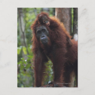Orangutan Mutter mit Baby 2 Postkarte