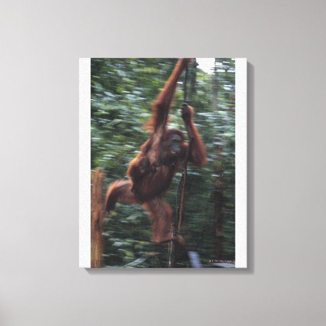Orangutan Mutter mit Baby 3 Leinwanddruck (Vorderseite)