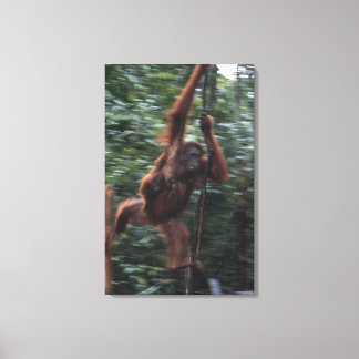 Orangutan Mutter mit Baby 3 Leinwanddruck