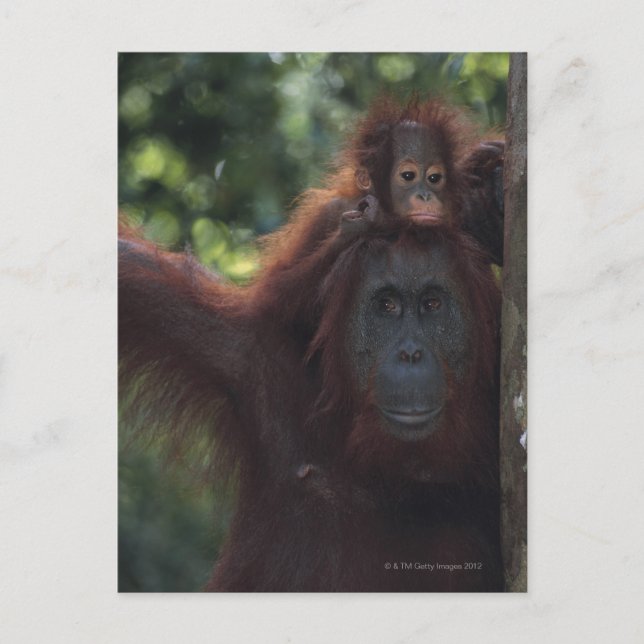 Orangutan Mutter mit Baby 5 Postkarte (Vorderseite)