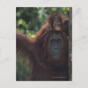 Orangutan Mutter mit Baby 5 Postkarte
