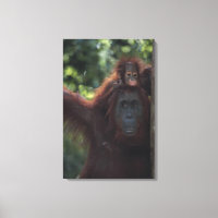 Orangutan Mutter mit Baby