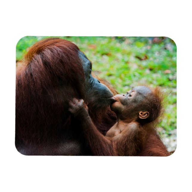 Orangutan Mutter mit Baby Magnet (Horizontal)