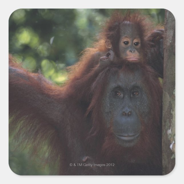 Orangutan Mutter mit Baby Quadratischer Aufkleber (Vorderseite)