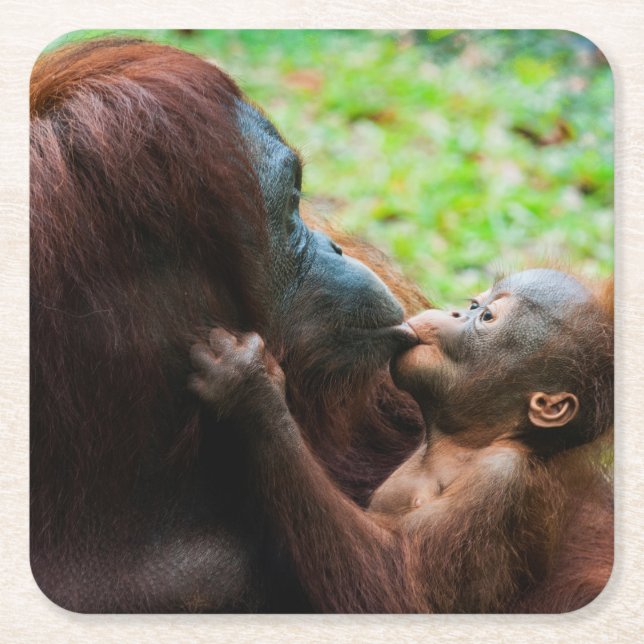 Orangutan Mutter mit Baby Rechteckiger Pappuntersetzer (Vorderseite)