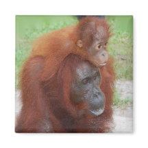 Orangutan Mutter und Baby auf der Insel Borneo