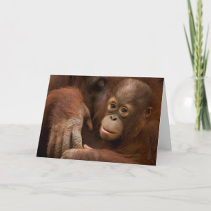 Orangutan Mutter und Baby im Zoo Karte