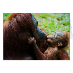 Orangutan Mutter und Kind