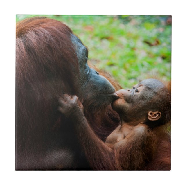 Orangutan Mutter und Kind Fliese (Vorderseite)